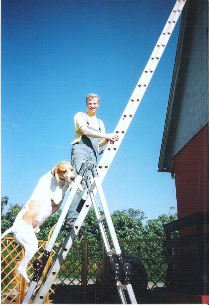 Pointer Nick *Himmelhund* Filert - Selvfølgelig skal hunden hjælpe når der bliver malet hus. billede 4