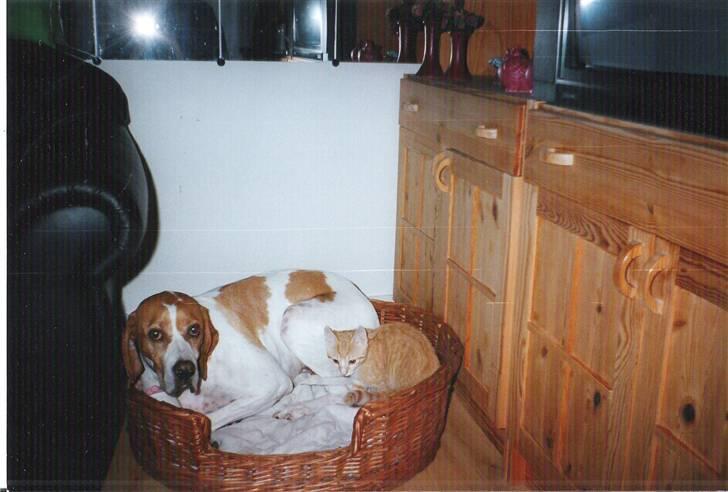 Pointer Nick *Himmelhund* Filert - Filert med lille mis billede 5