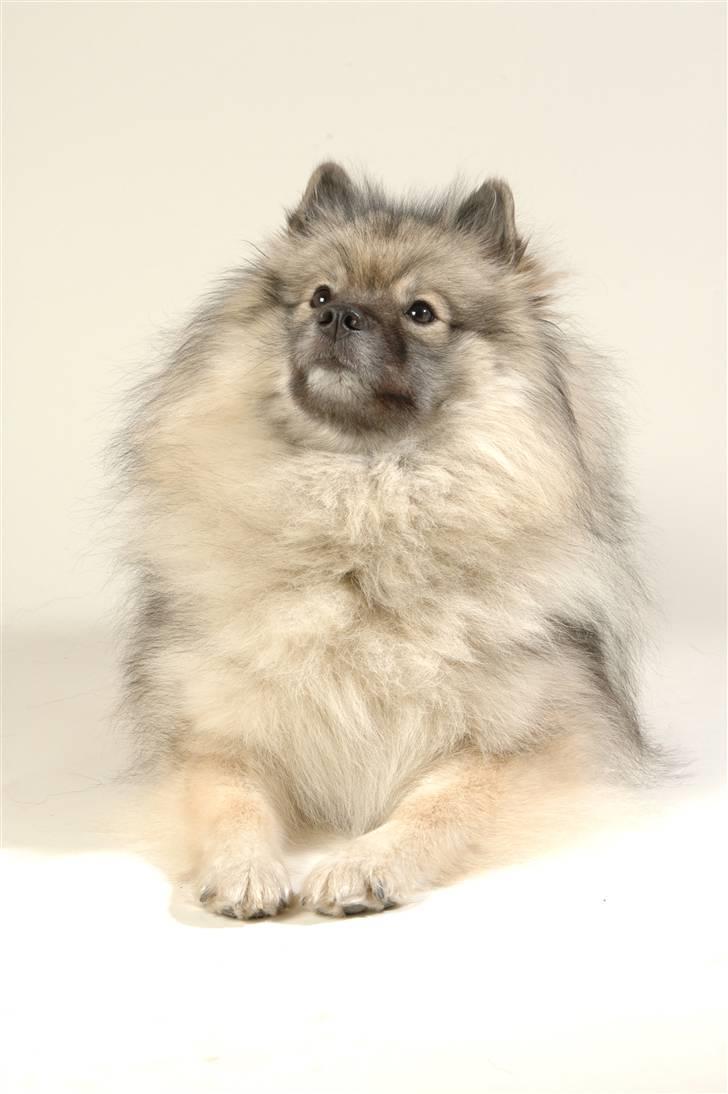 Keeshond Feluca (Clevenkeesen) billede 2