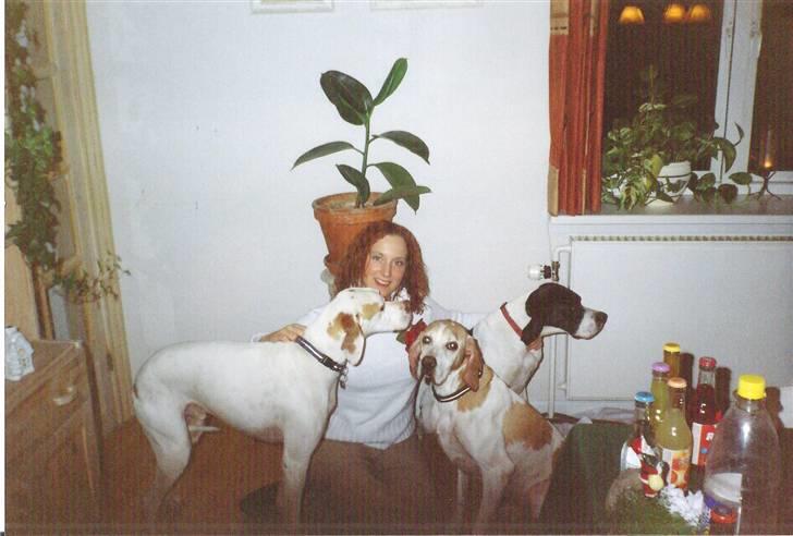 Pointer Nick *Himmelhund* Filert - Ulvene og jeg billede 6