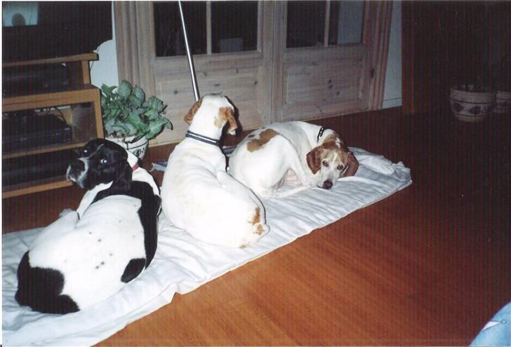 Pointer Nick *Himmelhund* Filert - Filert, Niffi og lille Ning billede 7