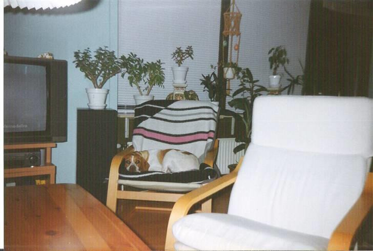 Pointer Nick *Himmelhund* Filert - Hvis jeg gør mig helt flad er der nok ingen der ser at jeg ligger i møblerne billede 8