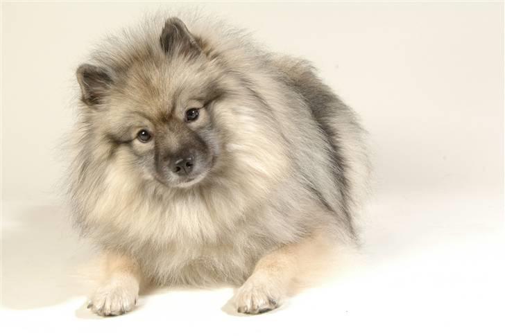 Keeshond Feluca (Clevenkeesen) billede 3