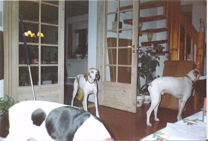 Pointer Nick *Himmelhund* Filert - Filert er ved at blive lidt gråhåret billede 9