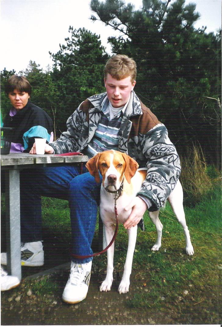 Pointer Nick *Himmelhund* Filert - Med i sommerhus på rømø billede 10