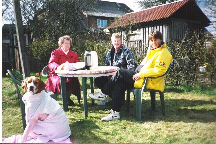 Pointer Nick *Himmelhund* Filert - Pointere hader kulde og frost billede 11