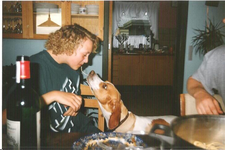 Pointer Nick *Himmelhund* Filert - Jeg deler min spahetti med pulven billede 12