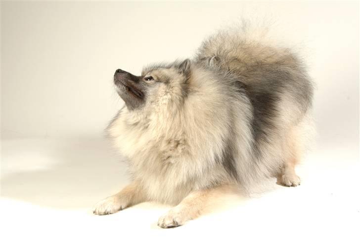 Keeshond Feluca (Clevenkeesen) - bare rolig jeg har den (flue) billede 4