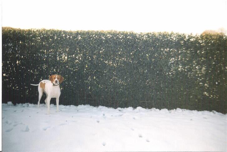 Pointer Nick *Himmelhund* Filert - Filert i haven 3½ år gammel billede 13