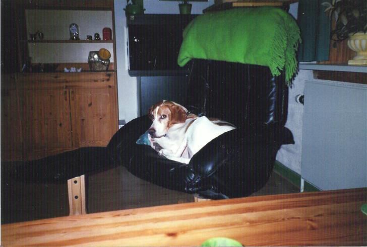 Pointer Nick *Himmelhund* Filert - Rart med en otium stol billede 16