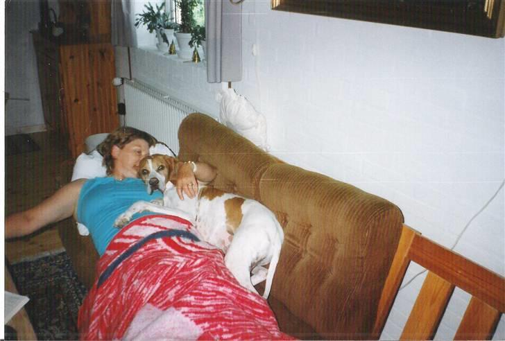 Pointer Nick *Himmelhund* Filert - Filert hygger sig på sofaen med min mormor billede 17