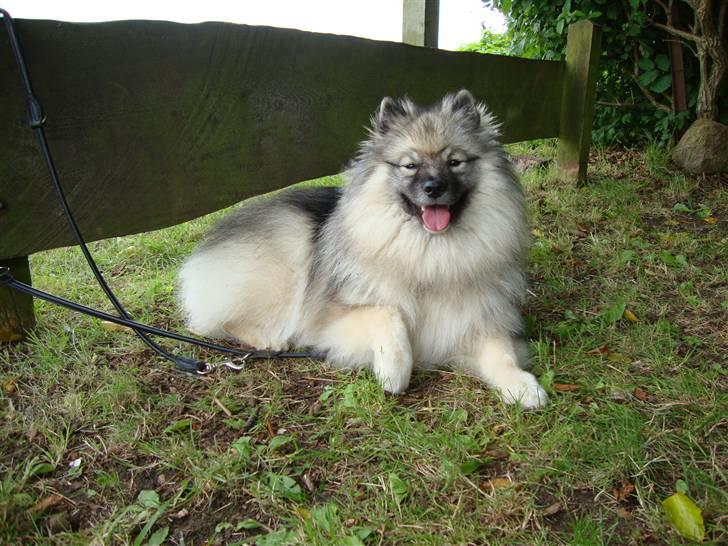 Keeshond Feluca (Clevenkeesen) billede 5