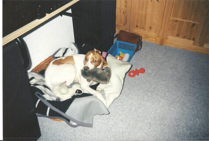 Pointer Nick *Himmelhund* Filert - Grrr min julegave billede 18