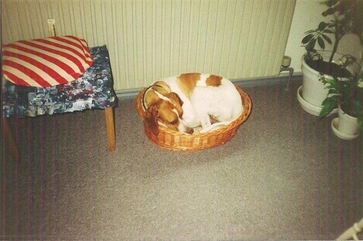 Pointer Nick *Himmelhund* Filert - DSG kurv passer fint til en Pointer billede 19