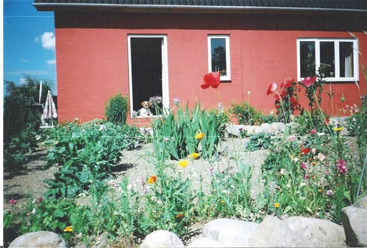 Pointer Nick *Himmelhund* Filert - Filert holder vagt i døren billede 20