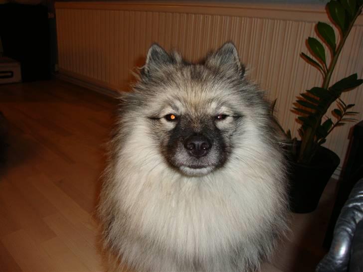 Keeshond Feluca (Clevenkeesen) - okay... er du snart færdig med at fotografere mig? billede 7