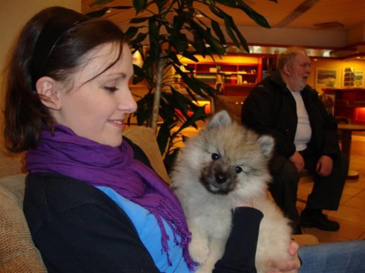 Keeshond Feluca (Clevenkeesen) billede 8