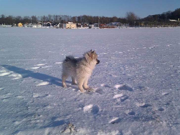 Keeshond Feluca (Clevenkeesen) billede 9