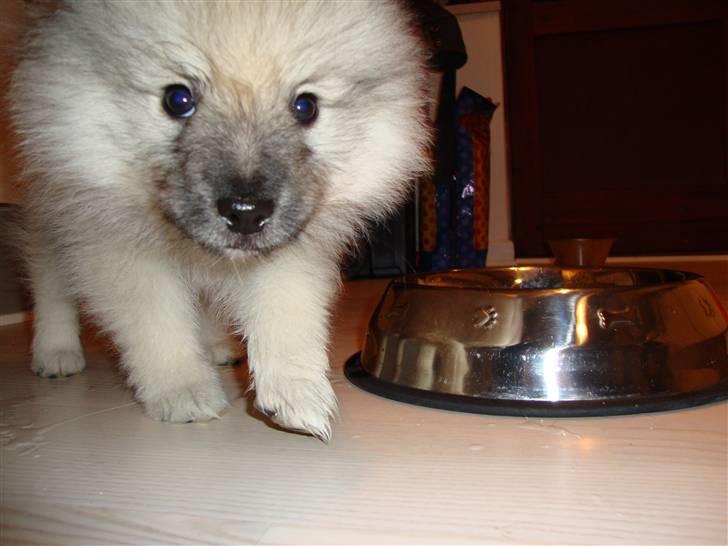 Keeshond Feluca (Clevenkeesen) billede 10