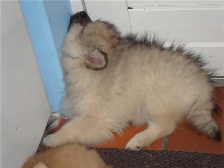 Keeshond Feluca (Clevenkeesen) billede 11