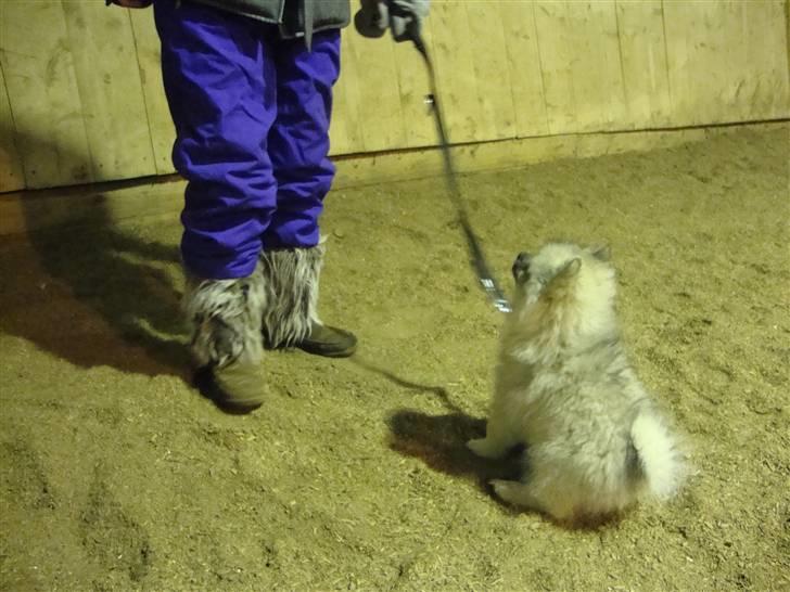 Keeshond Feluca (Clevenkeesen) billede 12