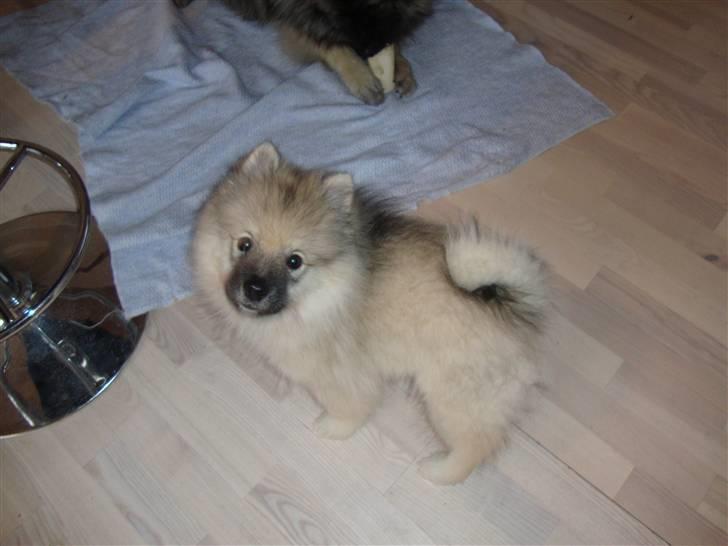 Keeshond Feluca (Clevenkeesen) billede 14