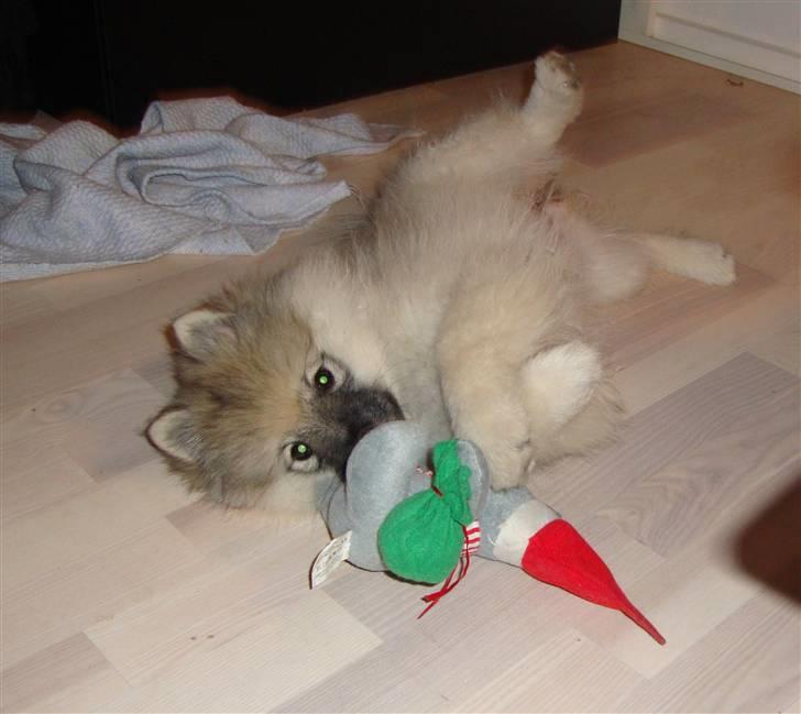 Keeshond Feluca (Clevenkeesen) billede 15