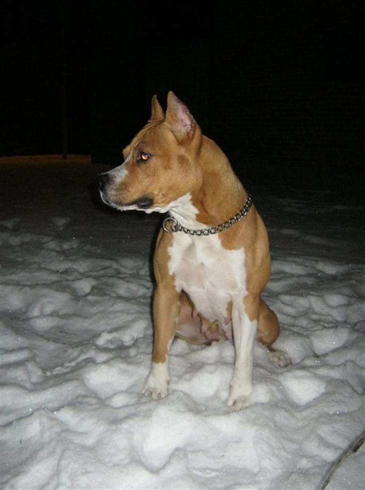 Amerikansk staffordshire terrier MADI Remi-Luka *Jasmin* ( solgt) billede 11