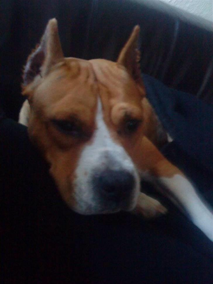 Amerikansk staffordshire terrier MADI Remi-Luka *Jasmin* ( solgt) billede 12