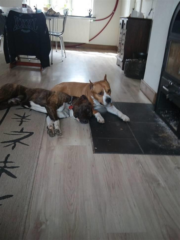 Amerikansk staffordshire terrier MADI Remi-Luka *Jasmin* ( solgt) billede 13