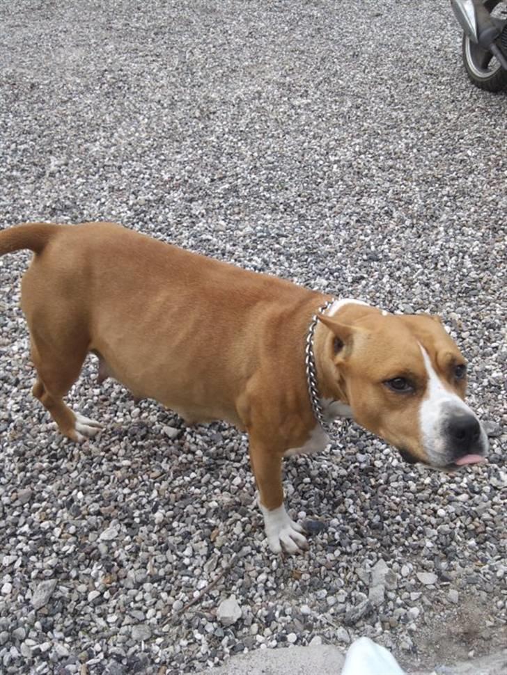 Amerikansk staffordshire terrier MADI Remi-Luka *Jasmin* ( solgt) billede 14