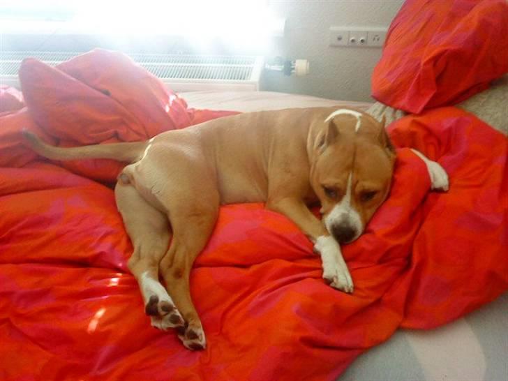 Amerikansk staffordshire terrier MADI Remi-Luka *Jasmin* ( solgt) billede 15