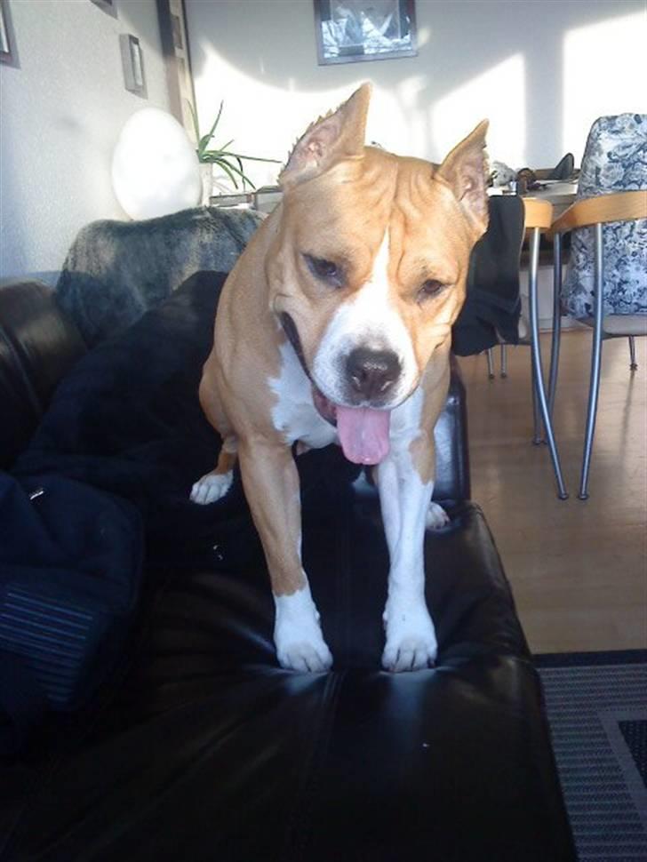 Amerikansk staffordshire terrier MADI Remi-Luka *Jasmin* ( solgt) billede 16