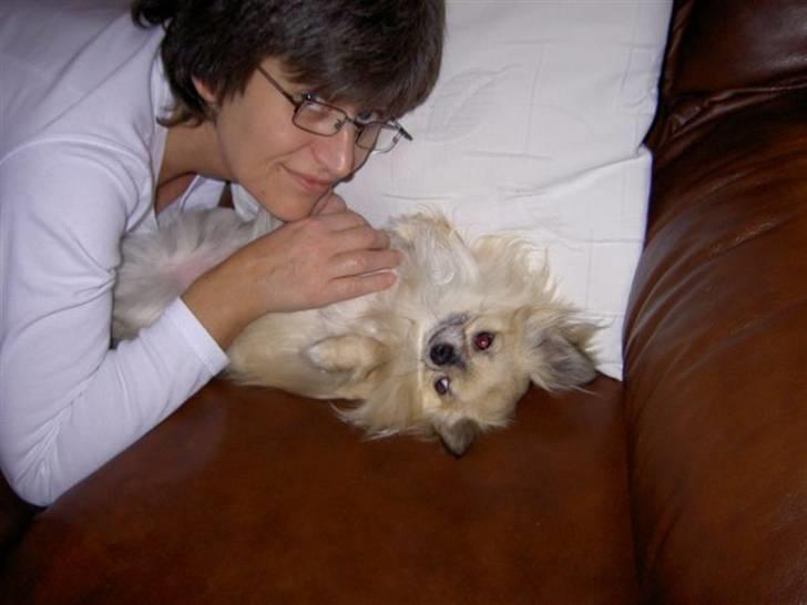 Chihuahua Minimo Perro's Cotilleo - Når der bliver hygget på sofaen ;-) billede 17