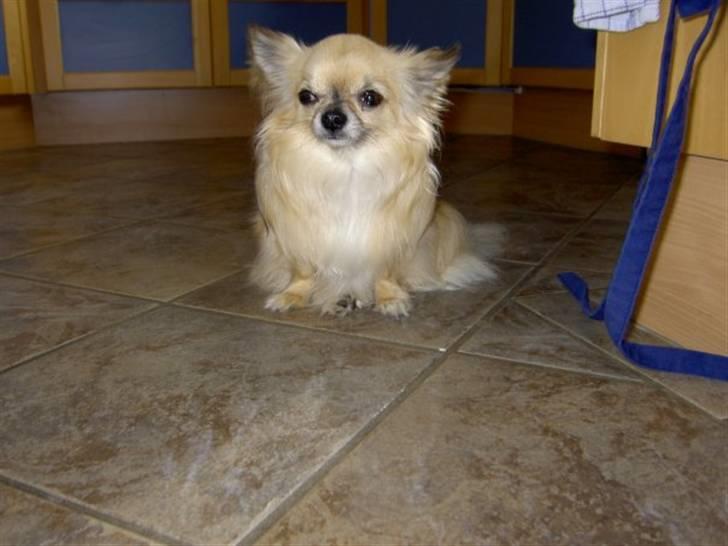 Chihuahua Minimo Perro's Cotilleo billede 18