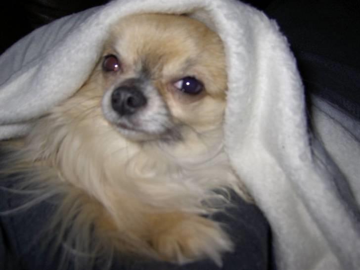 Chihuahua Minimo Perro's Cotilleo billede 19