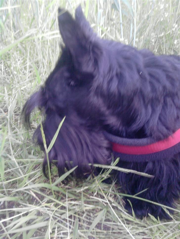 Skotsk terrier Tia* My Dear<3* - Der har været nogen her billede 10