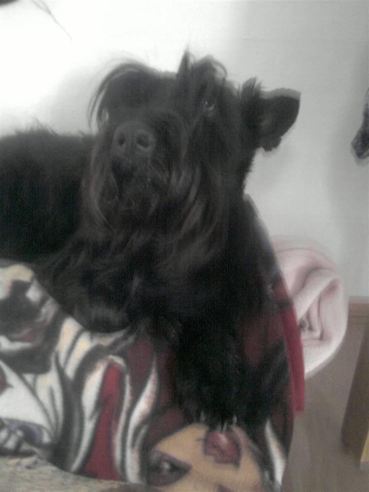 Skotsk terrier Tia* My Dear<3* - "Goddag" Siger Tia billede 11