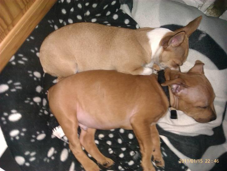 Staffordshire bull terrier Milo billede 4