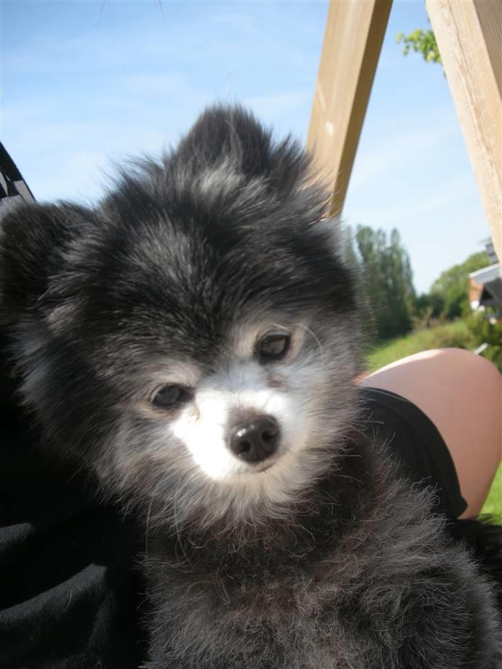 Pomeranian Toby, R.I.P min lille stjerne.  billede 1