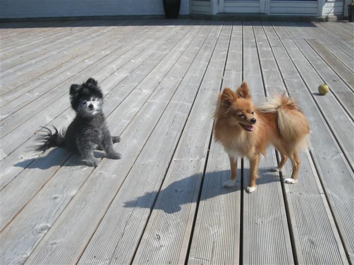 Pomeranian Toby, R.I.P min lille stjerne.  - Hende Gizmo er altså meget sød. :-) billede 2