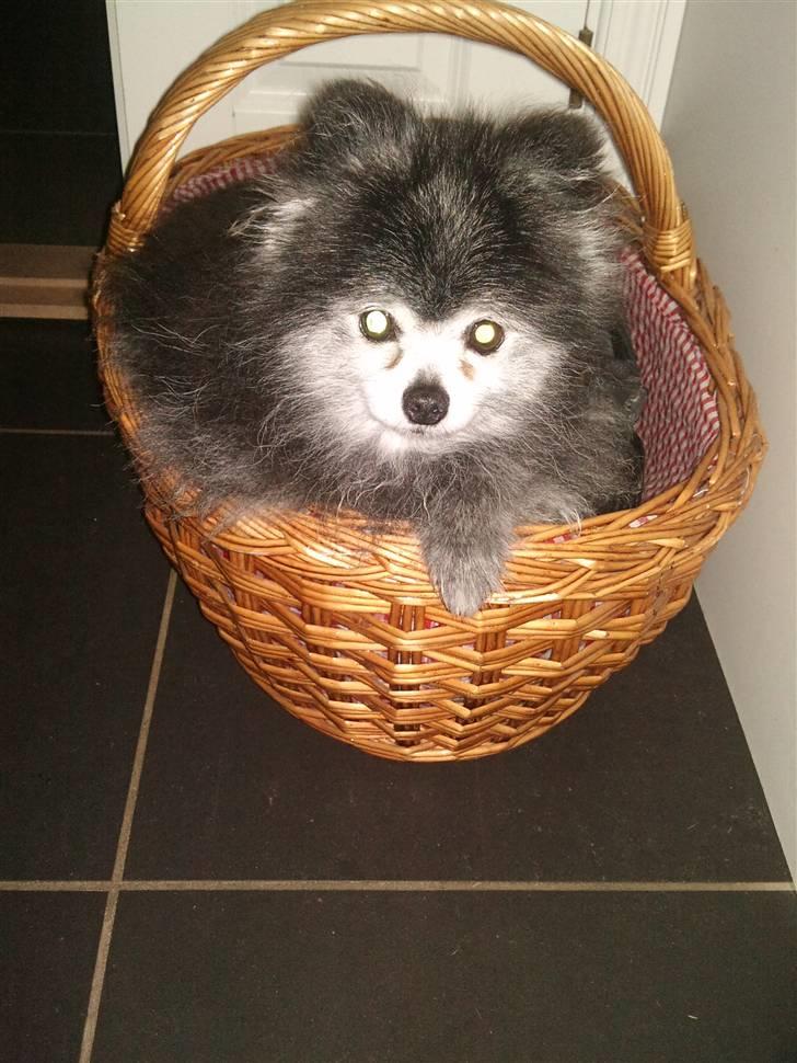Pomeranian Toby, R.I.P min lille stjerne.  - Jeg elsker at ligge alle mulige sjove steder. :-) billede 3