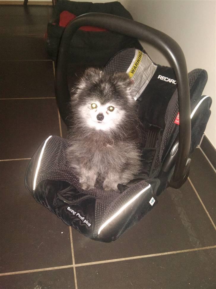 Pomeranian Toby, R.I.P min lille stjerne.  - Også i autostolen. :-) billede 4