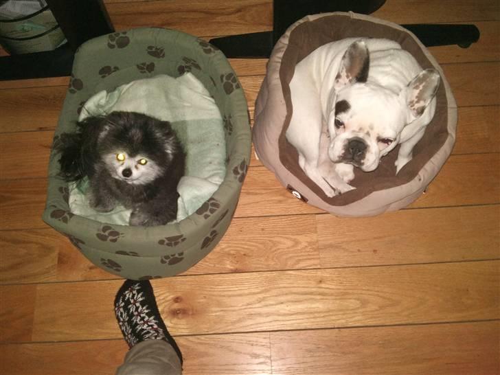 Pomeranian Toby, R.I.P min lille stjerne.  - Malou og jeg bytter lige kurv for en stund. :-) billede 5