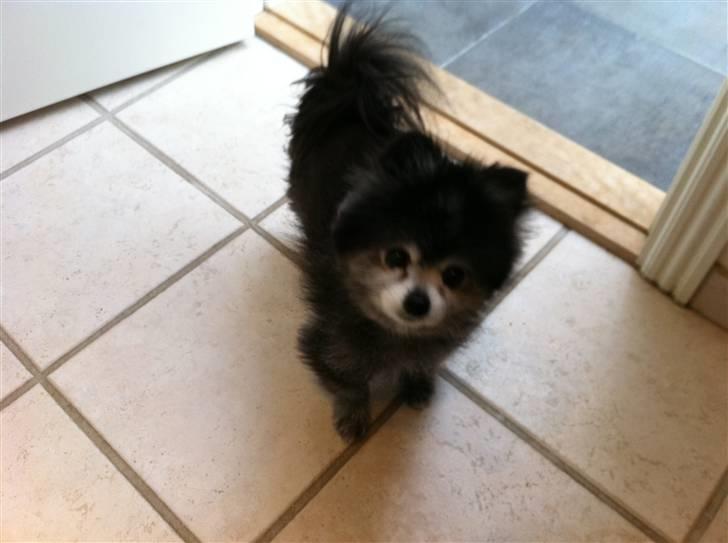 Pomeranian Toby, R.I.P min lille stjerne.  - :-) billede 6