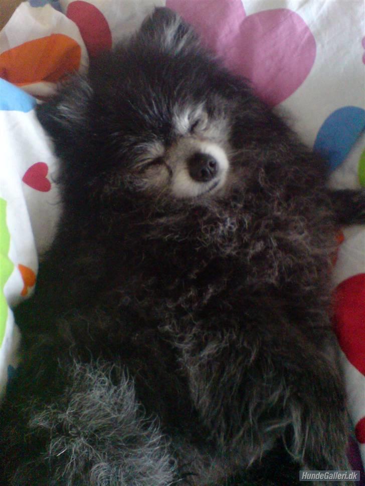 Pomeranian Toby, R.I.P min lille stjerne.  - Jeg har et stort sovehjerte. :-) billede 7