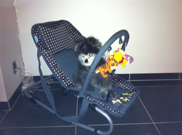 Pomeranian Toby, R.I.P min lille stjerne.  - Denne her skal også prøves. :-) billede 8