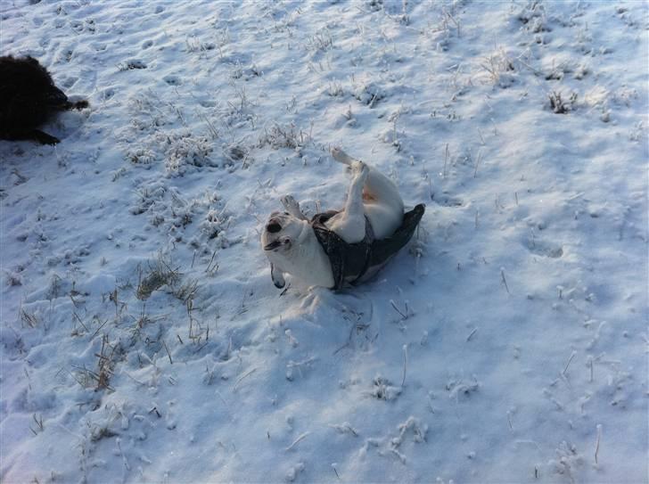 Fransk bulldog Malou - Jeg ruller mig bare i sneen, det gør Aslan ihvertfald, så skal jeg vel også. :-) billede 18