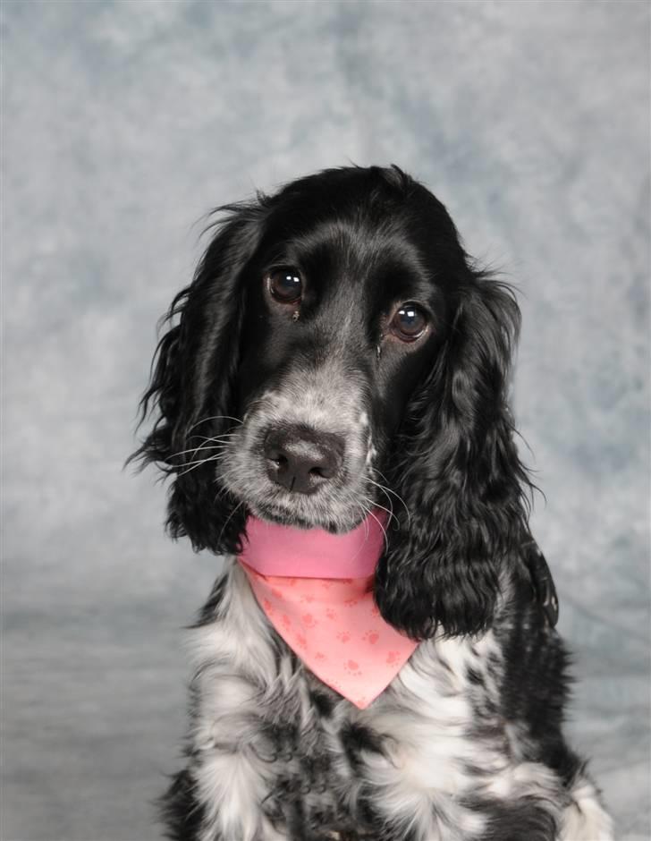 Cocker spaniel Leah billede 1