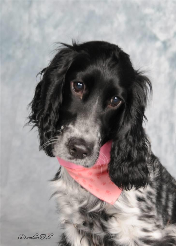 Cocker spaniel Leah billede 2